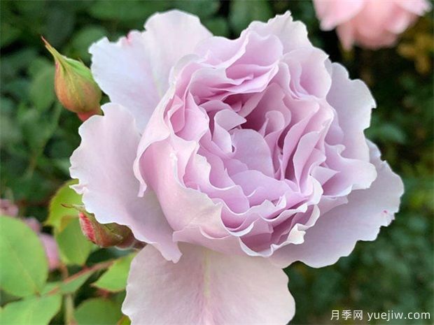 7个勤花好养殖的盆栽切花玫瑰，情人节让爱更长久(图5)