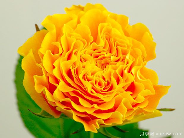 芒果酒吧 (2).jpg