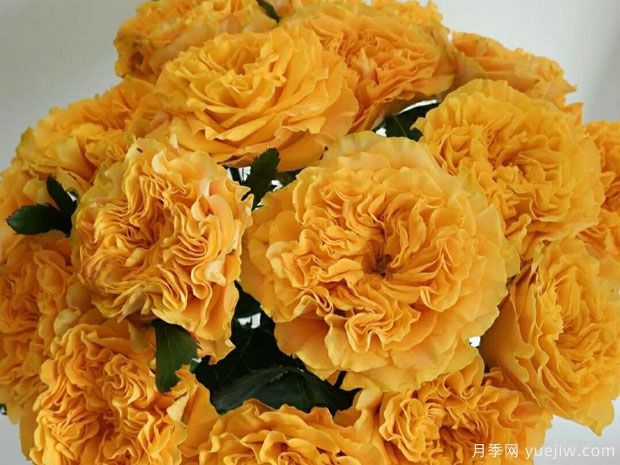 芒果酒吧 (1).jpg