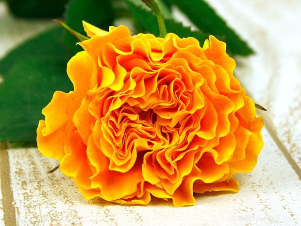 芒果酒吧 (3).jpg