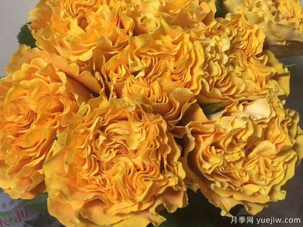 芒果酒吧 (4).jpg