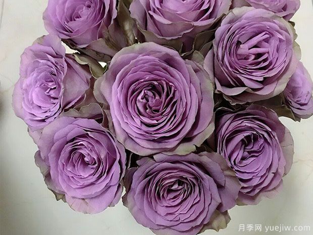 紫荆城月季/紫禁城月季(图1)