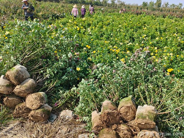 基地多年生5年生欧月盆栽月季大苗出售(图6)
