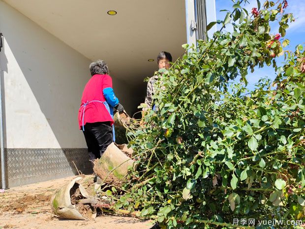 基地多年生5年生欧月盆栽月季大苗出售(图7)