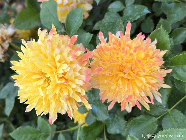 烟花波浪月季/烟花褶边(图5)