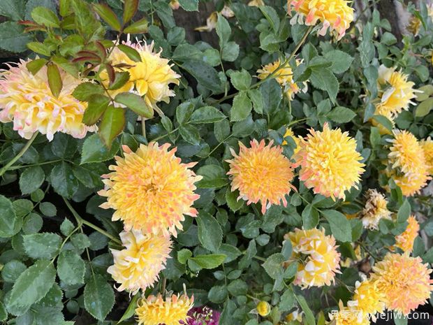 烟花波浪月季/烟花褶边(图6)
