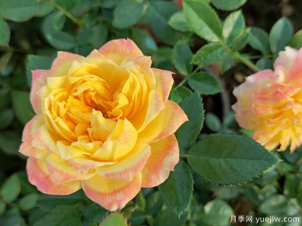 烟花波浪月季/烟花褶边(图7)