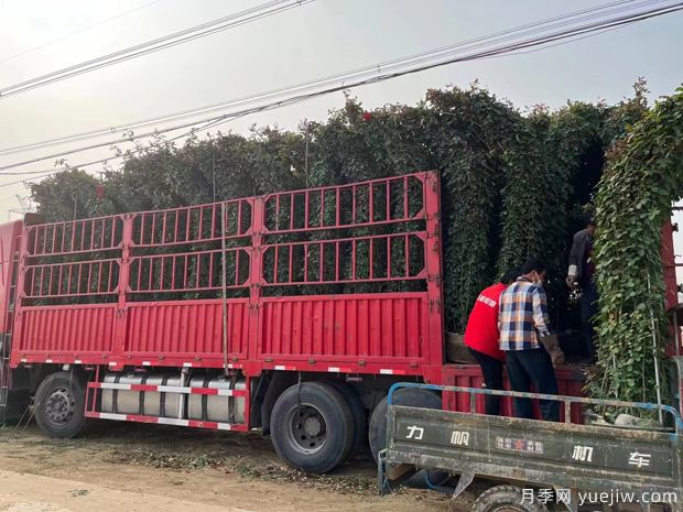 大型造型拱门月季红色景点花廊(图2)