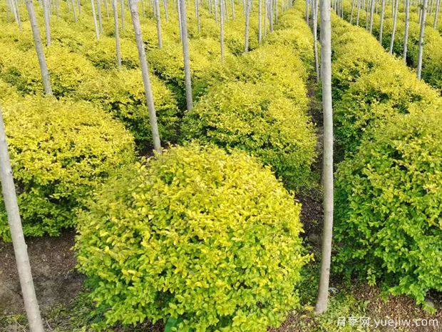 亮晶女贞的图片特点和种植养护(图1)