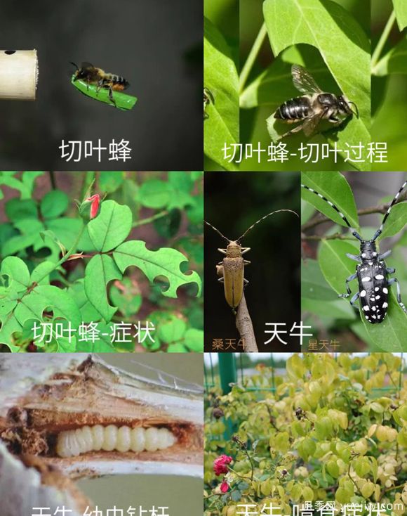 全面的月季虫害图鉴，症状判断和防治用药(图2)