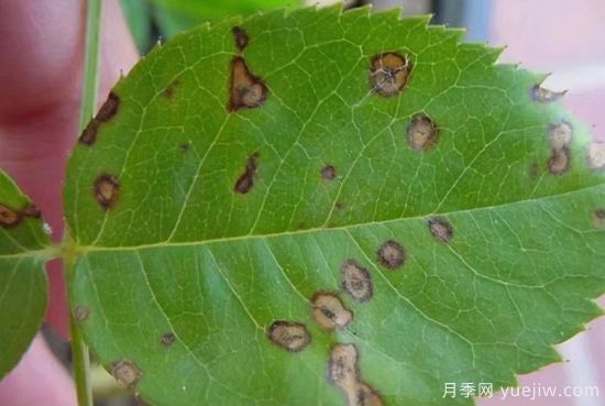 深秋天季节月季出现斑点的病害原因与防治(图2)