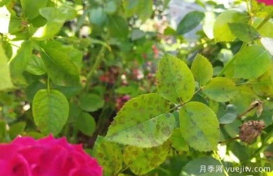 深秋天季节月季出现斑点的病害原因与防治(图3)