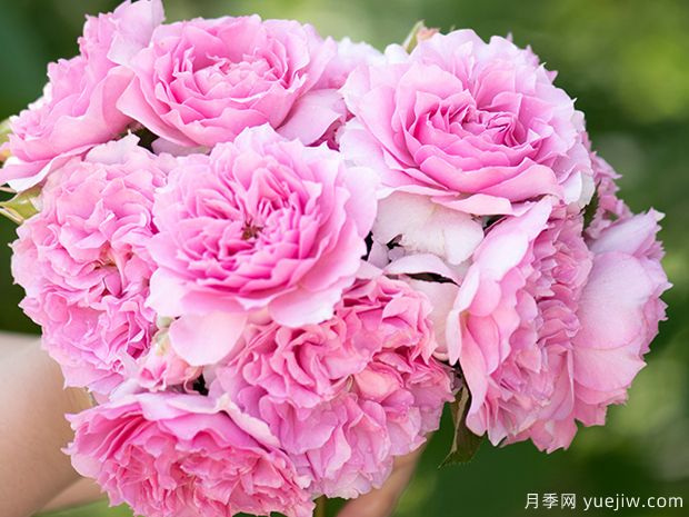 凝脂月季(图3)