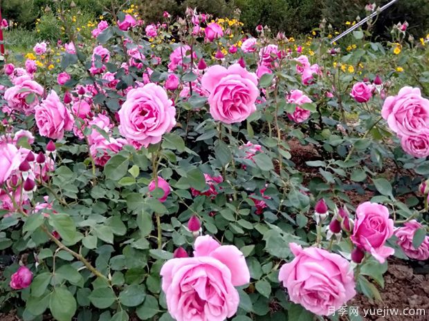 莱州月季市花文化和景观(图2)