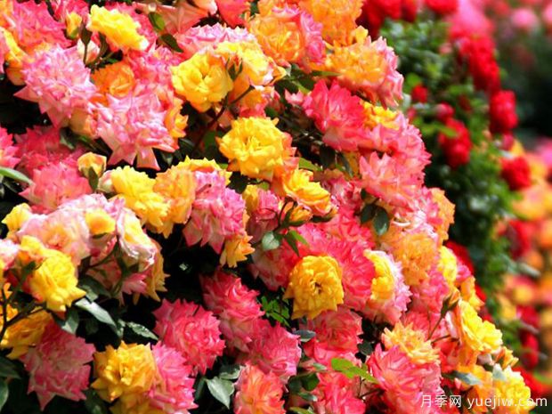 莱州月季市花文化和景观(图3)