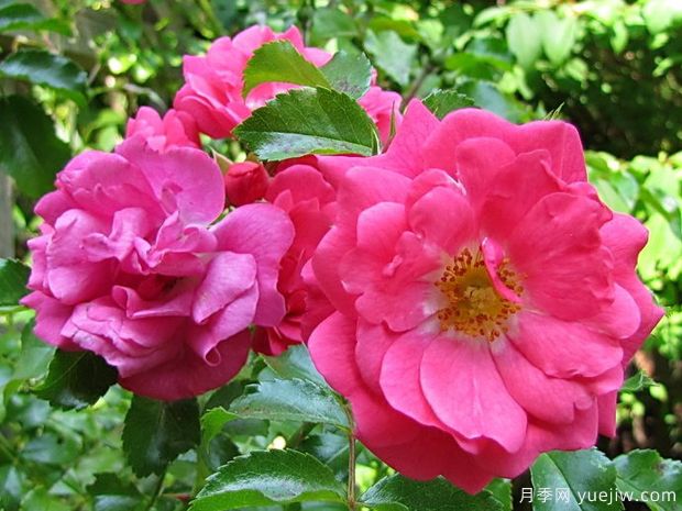 粉色地毯月季/海德的梦想/艾米拉/粉红花毯(图1)