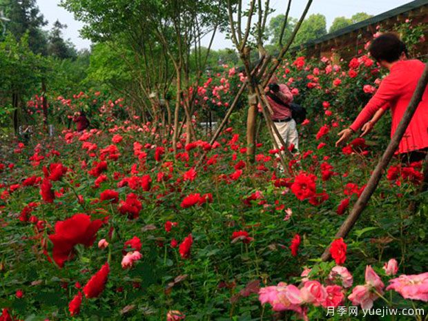 郴州月季市花文化和景观(图2)