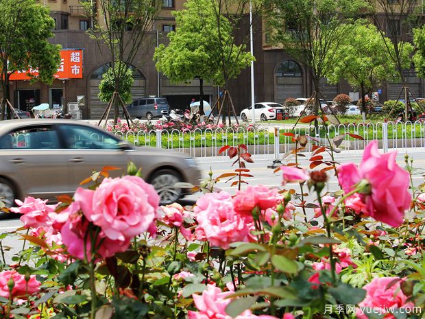 衡阳月季市花文化和景观图集(图2)