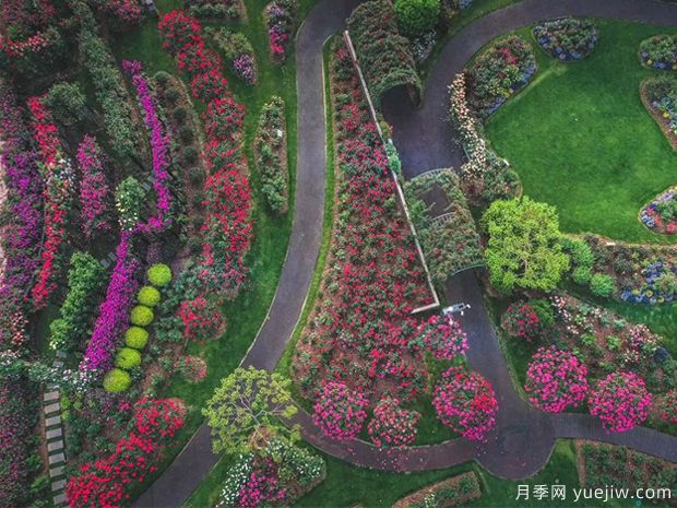 上海辰山植物园月季园获世界优秀月季园称号(图2)