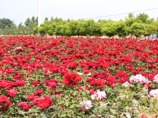 辛集月季市花文化和景观图集(图1)