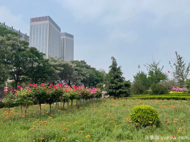 辛集月季市花文化和景观图集(图3)