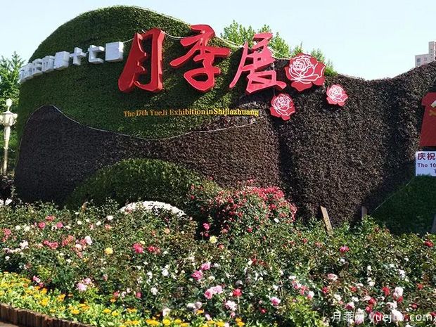 石家庄月季市花文化和景观图集(图5)