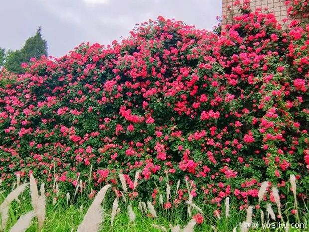 石家庄月季市花文化和景观图集(图4)