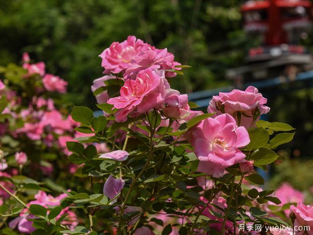 石家庄月季市花文化和景观图集(图7)