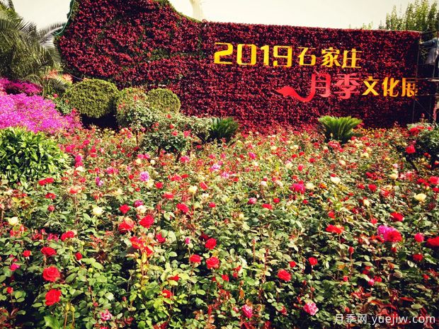 石家庄月季市花文化和景观图集(图1)