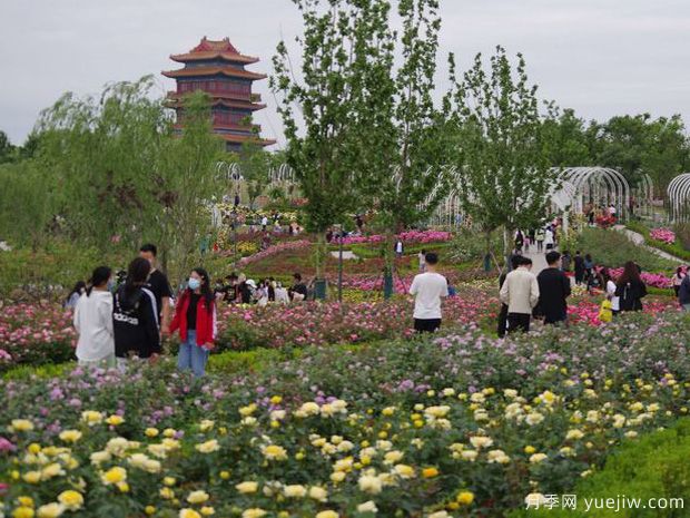 济宁月季市花文化和景观图集(图3)