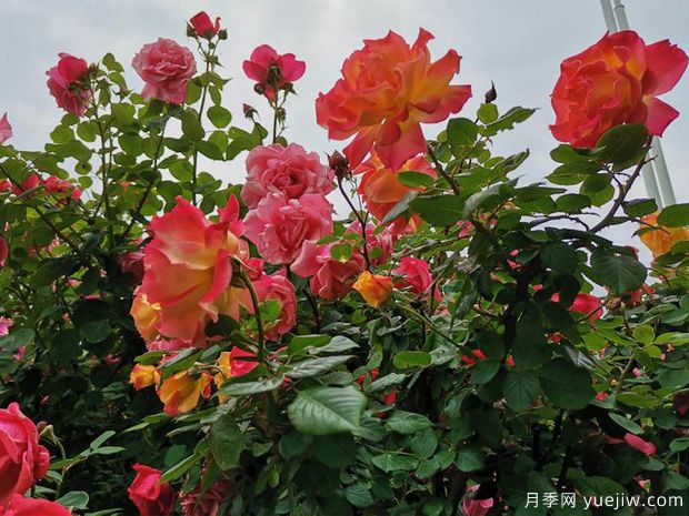 滨州月季市花文化和景观图集(图2)