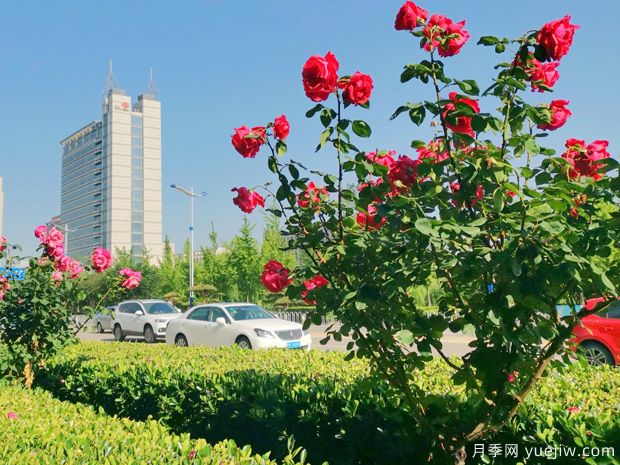 滨州月季市花文化和景观图集(图3)