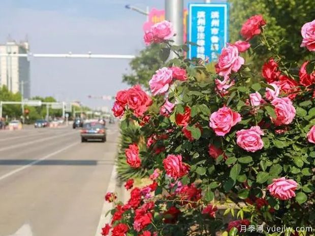 滨州月季市花文化和景观图集(图4)