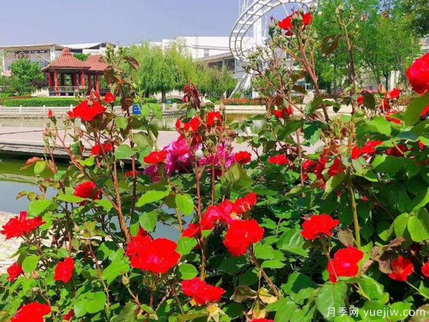 淄博月季市花文化和景观图集(图1)