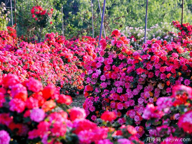 青岛月季市花文化和景观图集(图1)