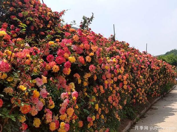 青岛月季市花文化和景观图集(图4)