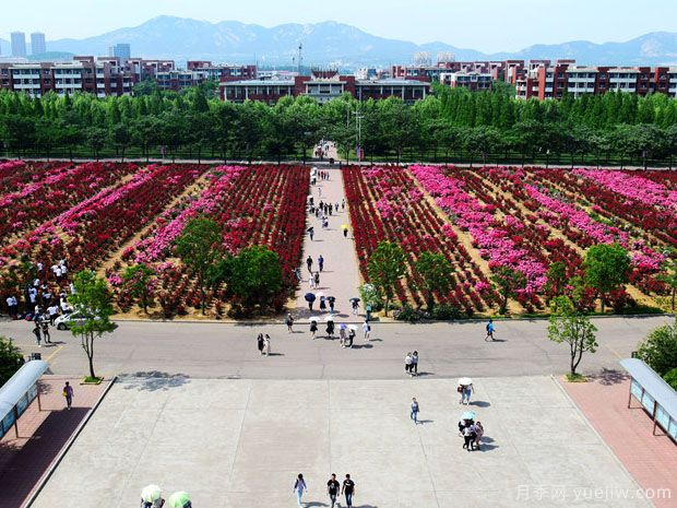 青岛月季市花文化和景观图集(图7)