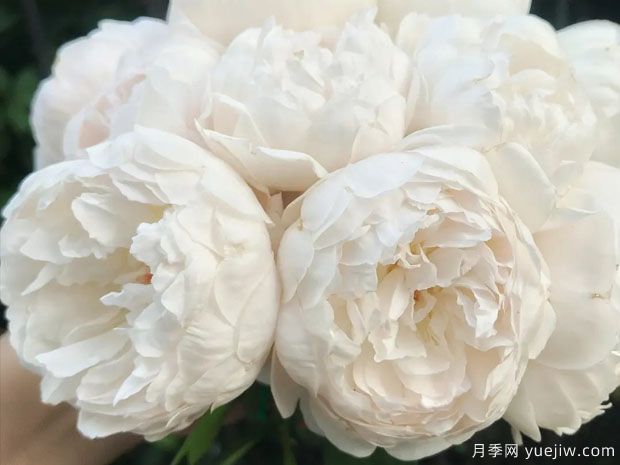 温彻斯特大教堂月季的优缺点是什么？(图1)