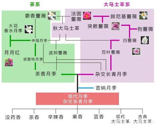 月季的7大香型和10大香调(图1)