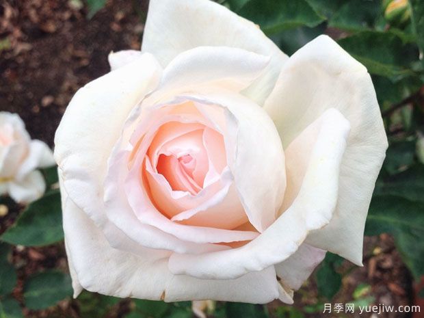 娇兰百乐花园月季/百花乐园月季(图1)