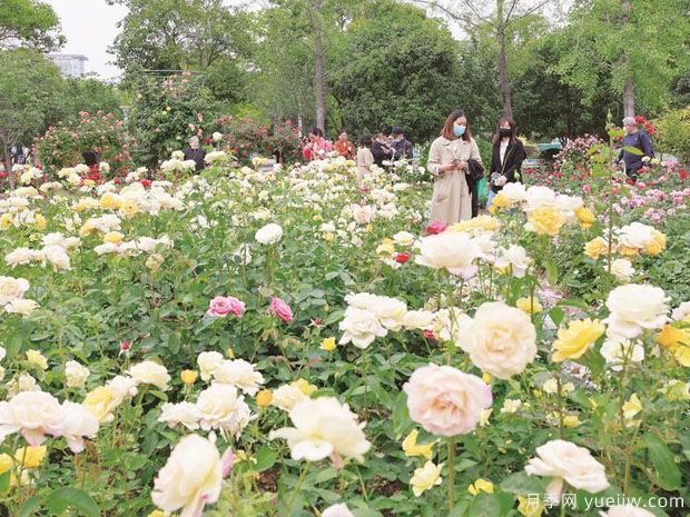 宿州月季市花文化和景观图集(图2)