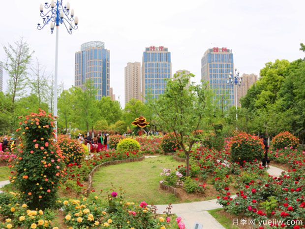 宿州月季市花文化和景观图集(图1)