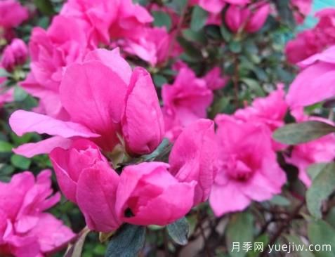  如何把杜鹃花养好？做好四点，花开热情四季可赏(图1)