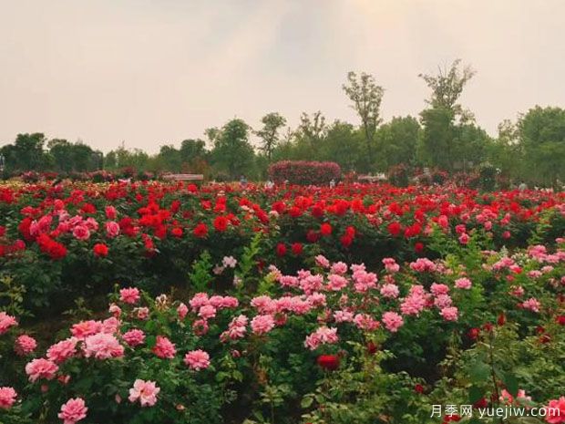 淮北月季市花文化和景观图集(图2)