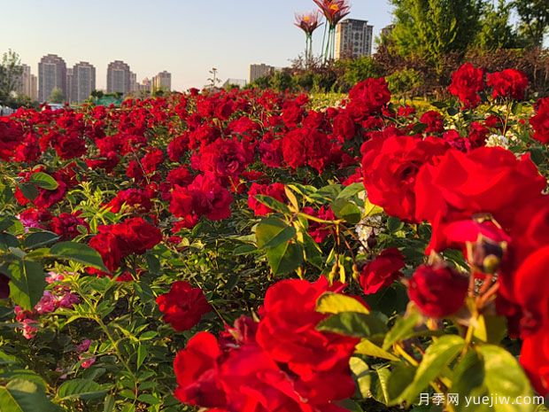 阜阳月季市花文化和景观图集(图1)