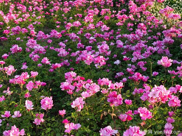 阜阳月季市花文化和景观图集(图3)