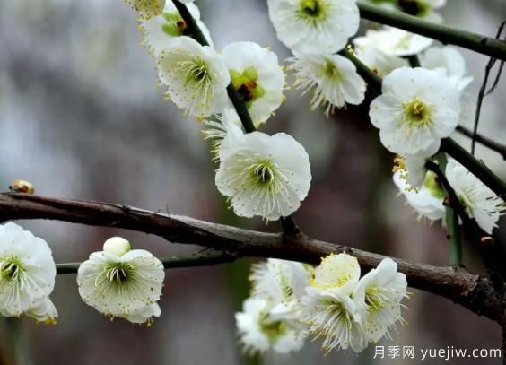 绿萼华--梅花珍品，诗歌赞分享(图1)