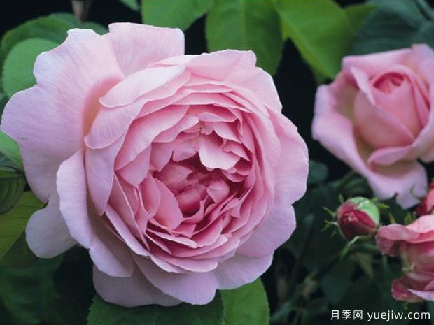 英国月季之父大卫奥斯汀的月季花园 ***美的月季都在这里(图2)