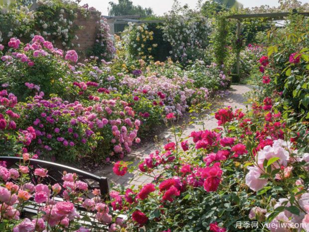 英国月季之父大卫奥斯汀的月季花园 最美的月季都在这里(图4)