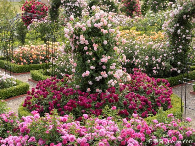 英国月季之父大卫奥斯汀的月季花园 最美的月季都在这里(图6)